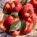 정우통상(주) | (가마랑)충주사과 5kg 순수정품! 히로사끼 새콤달콤해요 당도보고가세요~