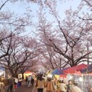 온천천일대7 | 부산 4월 벚꽃 축제 4곳 소개(삼락공원,연제고분,대저생태계공원,영도아미르)