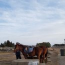 오케이승마장 이미지