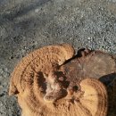 황금버섯 이미지