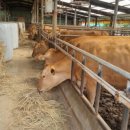 호남축산 이미지