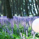 소나무숲아래 이미지