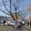 황구지천 | 2026 경기도 수원 벚꽃 명소 추천 황구지천 실시간 개화 후기(카페 도나스데이 인근)