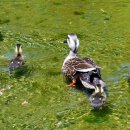 오리나들이 이미지