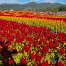 주상농장 이미지