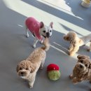 노은유치원 | 대전 &#39;옐레드 노은점&#39; 찐찐찐 후기