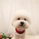 24시무인애견간식&용품아무도없개 - 관악구 쑥고개로11길 41 | 24시무인애견간식&용품아무도없개