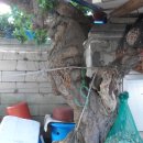 사철나무집민박 이미지