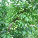 석경농장 이미지