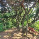 고양화전16 이미지