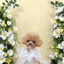 망고펫살롱 이미지