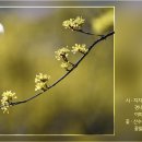 꽃그대 이미지