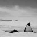 아지&냥이 이미지
