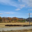 두곡리 은행나무 이미지