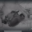 시바견 전문 가도켄넬 이미지