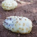 ㈜푸른무약 이미지