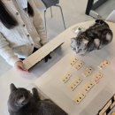 예뻐질 : 개 네이버블로그