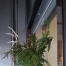 카페모나 이미지