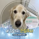 선메디칼(주) | 십자인대 수술 후 강아지 관절염 주사 애니콘주 맞은 후기
