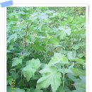 와우농장 이미지