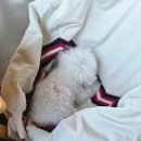 도도하개 이미지