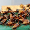 이금선 농장 이미지