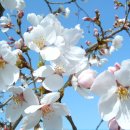 올해 벚꽃 평년보다 평균 6일 정도 빠르다. 이미지