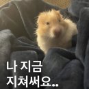 땡큐국수 | 🇻🇳남양주 애견동반 식당 포남리｜북한강 뷰 보며 즐기고 만난 인생 갈비 쌀국수 & 분짜(솔직후기)