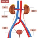간호사 &amp; 간호조무사 시험에 나오는 대비 성인간호학 필수 요점 정리 8. 비뇨기계