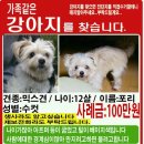 원미동 두산아파트 부근) 믹스견 수컷, 12살 포리를 찾습니다!! 이미지