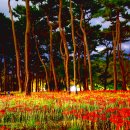 울산 대왕암 꽃무릇 이미지