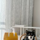 우월한 탄산 이미지