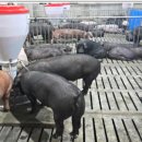 삼호축산농장 이미지