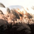 소나무를 품다 이미지