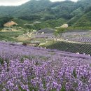라벤더 명소 보랏빛 힐링 여행지 6선 이미지