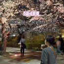 KBS뒷길 | 영등포 여의도 봄꽃축제 시작! 여의도 벚꽃 구경 후기 +주차 팁