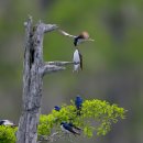 꿈이자라는땅 이미지