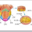 매운맛(?) 통증입니다. 이미지