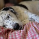 연성 동물병원 이미지