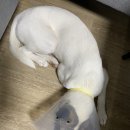 영대연합동물병원 이미지