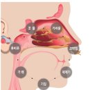 소청룡탕(기가천 감코날 소폐탕)효능 효과 부작용