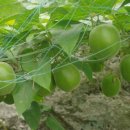 계림약품 이미지