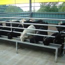 양축농장 이미지