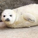 점박이 물범가족 이미지