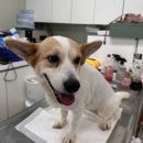 호평동물병원 이미지