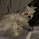 옹심이네살롱 이미지