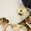 coco puppy 이미지