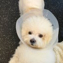 단풍이네 그루밍샵 이미지