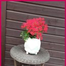 파밀리아 힐 이미지