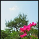 작약정원 이미지